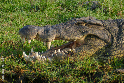 Krokodil photo