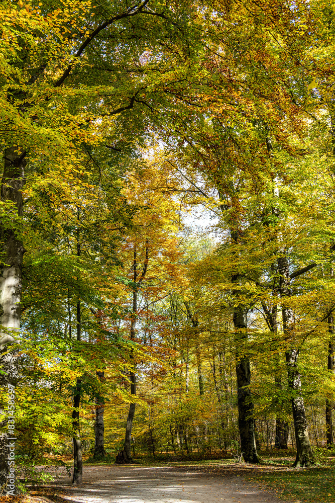 Golden autumn view in famous Munich relax place - Englischer Garten. Munich, Bavaria, Germany Golden autumn view in famous Munich relax place - Englischer Garten. Munich, Bavaria, Germany