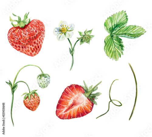 Strawberries set, watercolor. Green leaves, red berries, flowers, stem, tendrils. Vector illustration. For cards, invitations, covers, banners, tea, juice, jam, cosmetics labels.