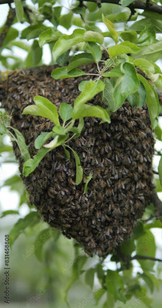 Bees gathered in a swarm. A new family of bees sit together on the branches of a tree. Bees gathered in a swarm. A new family of bees sit together on the branches of a tree.