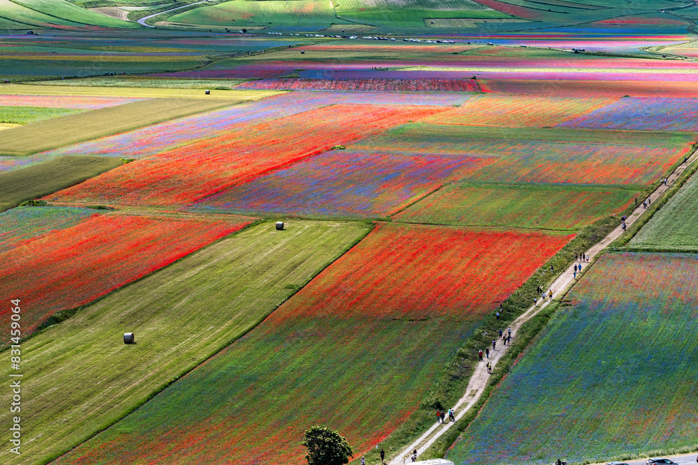 Lentil flowering with poppies and cornflowers in Castelluccio di Norcia, Italy