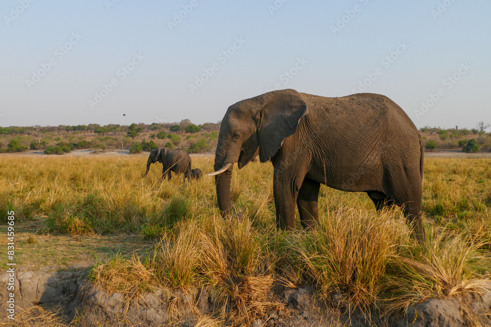 Fototapeta premium Elefant