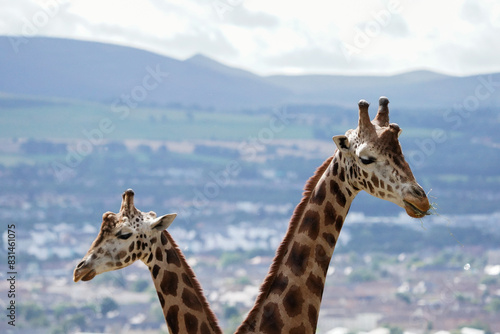 Canvas Print giraffe in the zoo
