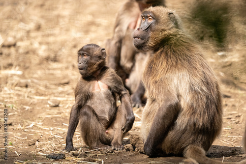 baboon parent and baby © Benjamin
