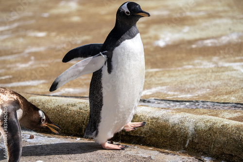 penguin on the rocks