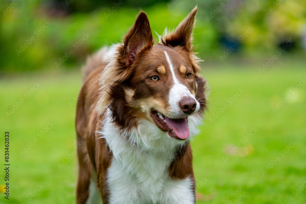 border collie dog border collie dog