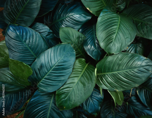 Wallpaper Mural A close-up view of the texture of fresh green leaves, forming a tropical foliage pattern Torontodigital.ca