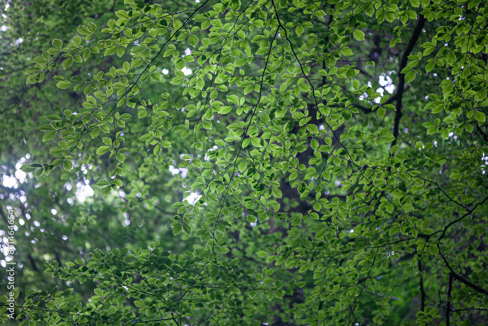 Beech tree leaves green backdrop Beech tree leaves green backdrop