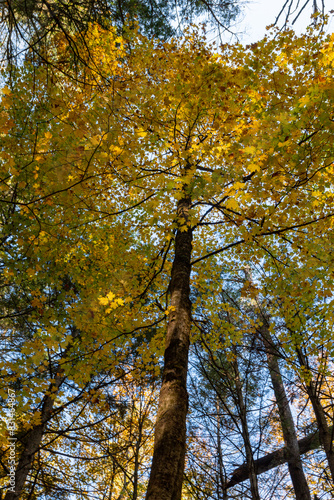 Trees in autumn 