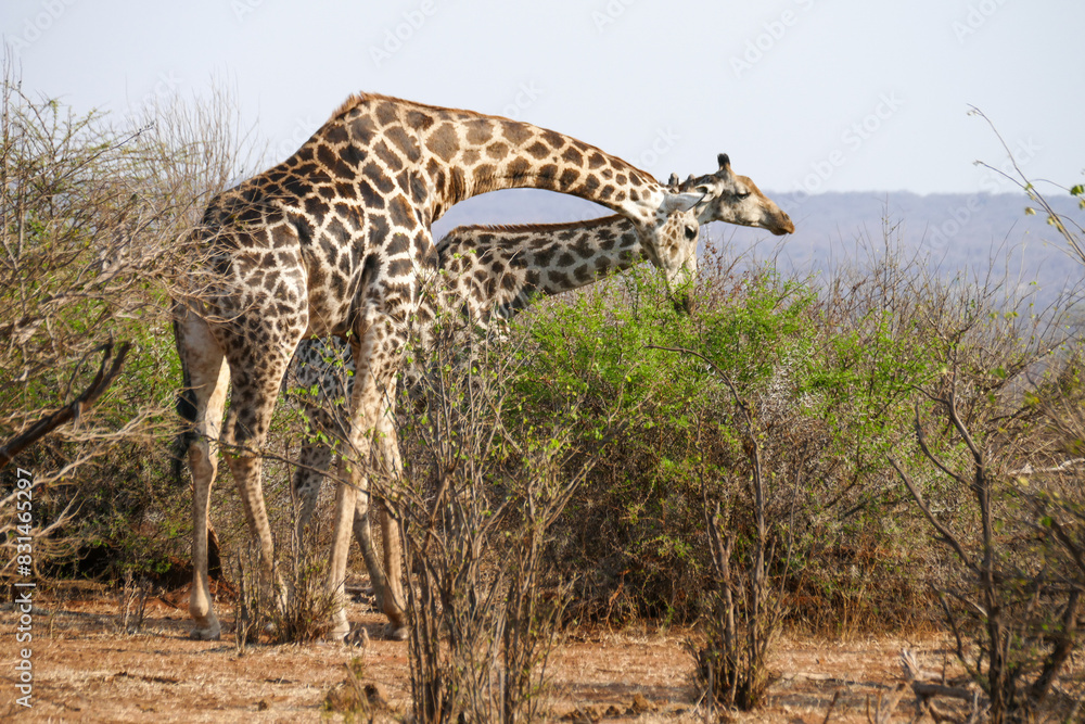 Obraz premium Giraffe