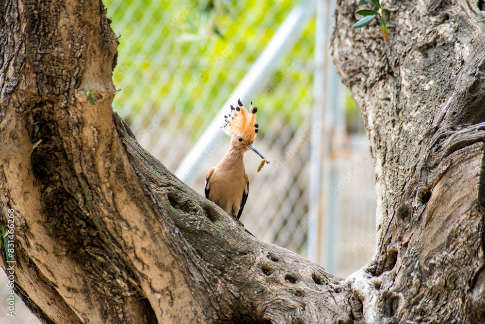 Hoopoe standing on an old olive tree trunk where it has its nest Hoopoe standing on an old olive tree trunk where it has its nest