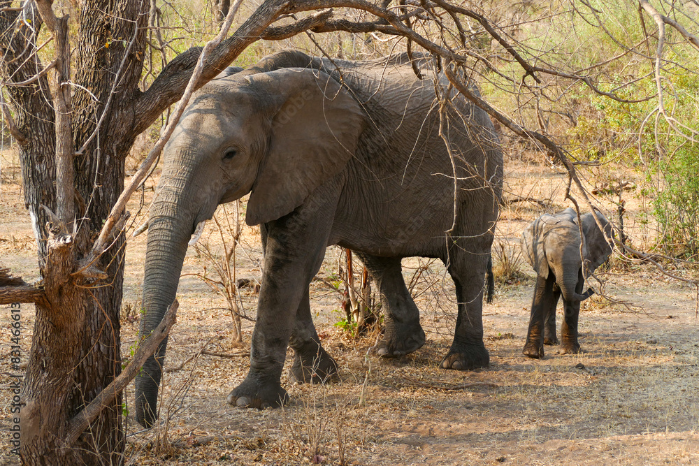 Fototapeta premium Elefant
