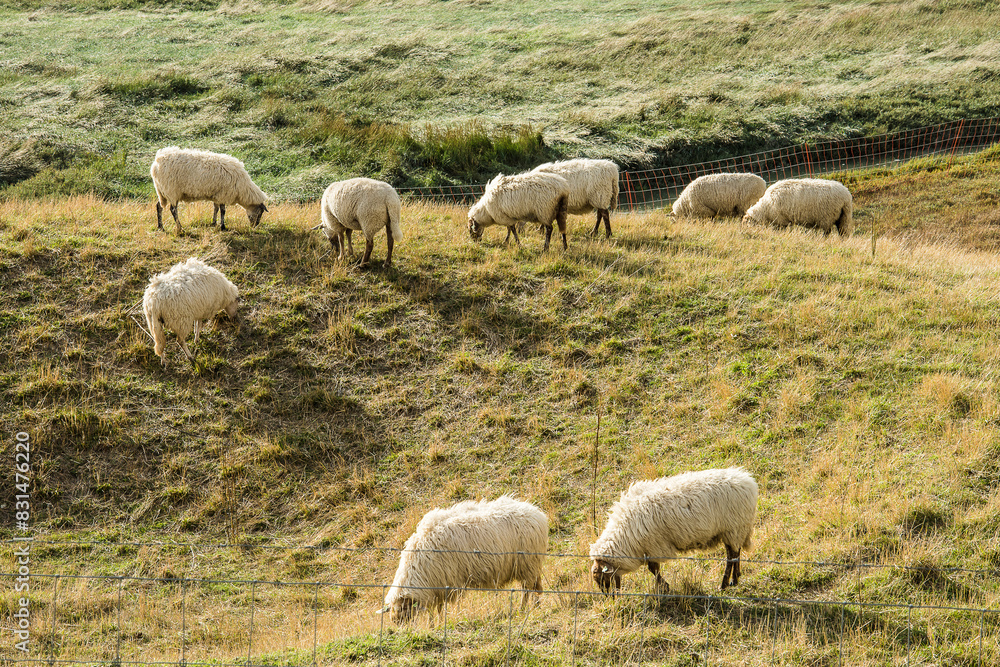 a flock of sheep in the dunes of the nature area Het Zwin near Cadzand a flock of sheep in the dunes of the nature area Het Zwin near Cadzand