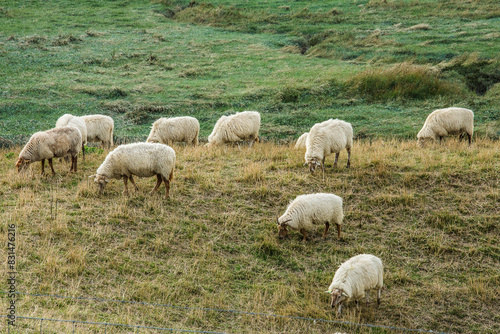 a flock of sheep in the dunes of the nature area Het Zwin near Cadzand