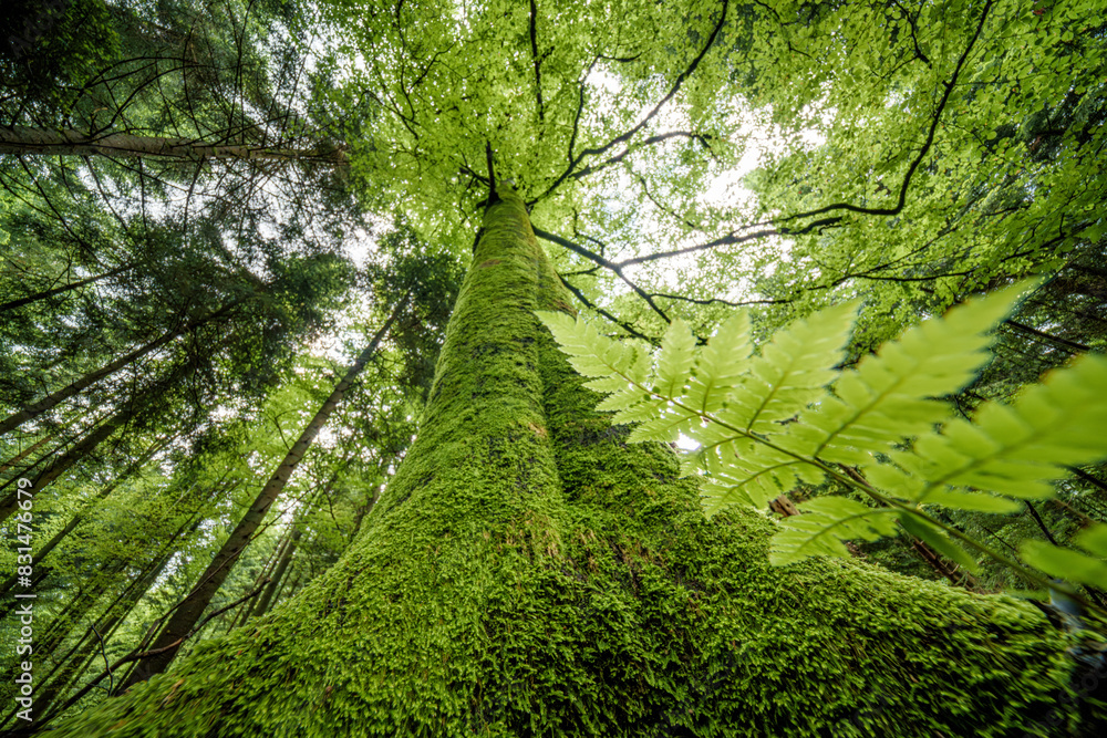 Observing the abundance of foliage on a tree in a forest Observing the abundance of foliage on a tree in a forest