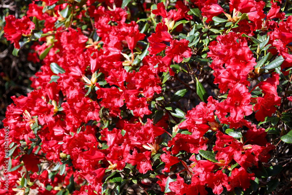 Red azalea flowers blooming in the sunshine Red azalea flowers blooming in the sunshine