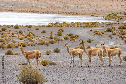 A group of vicuñas stand by the lagoon. Bolivia © Nataliya