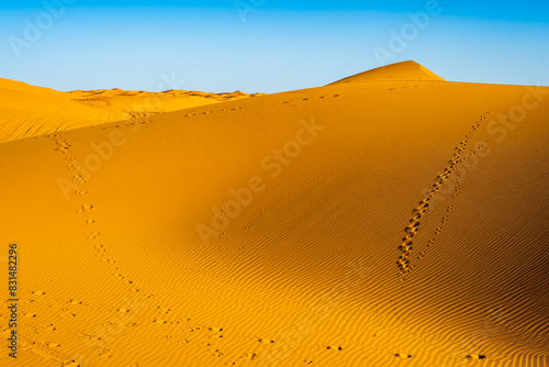 Sand dunes at Erg Chebbi Sahara desert at sunset near Merzouga town  Morocco  North Africa