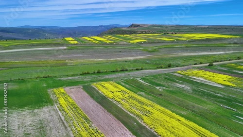 Rapeseed crops around the wind farm and the ruins of the abandoned town of Lorilla in the Páramos region. Aerial view from a drone. Valdeajos. Burgos. Spain. Europe