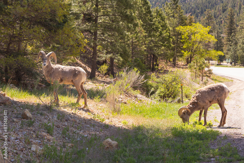 A scenic view of Bighorn Sheep in the Sangre De Cristo Mountains in Red River, New Mexico photo