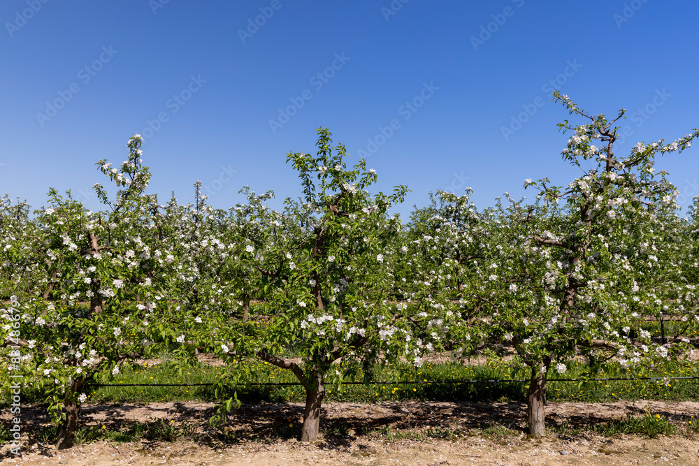 apple trees blooming with white flowers in spring apple trees blooming with white flowers in spring
