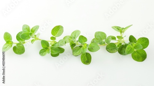 Marjoram leaves, small and oval, on a white background.