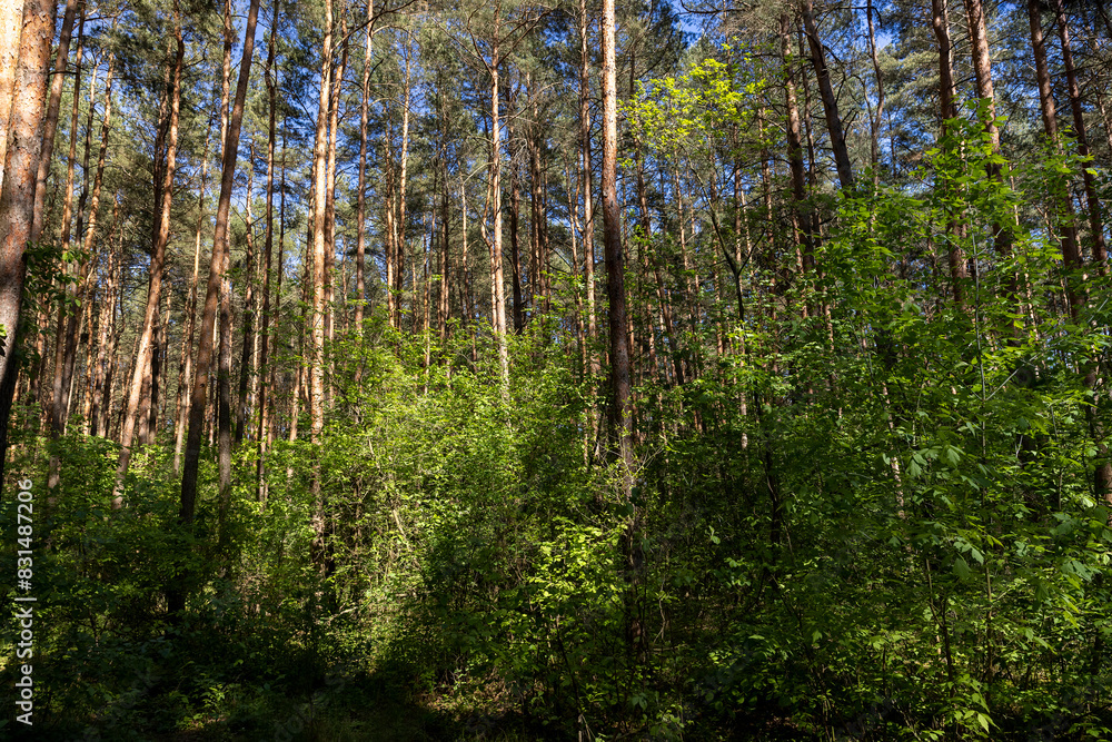 pine forest with tall trees against a blue sky background pine forest with tall trees against a blue sky background