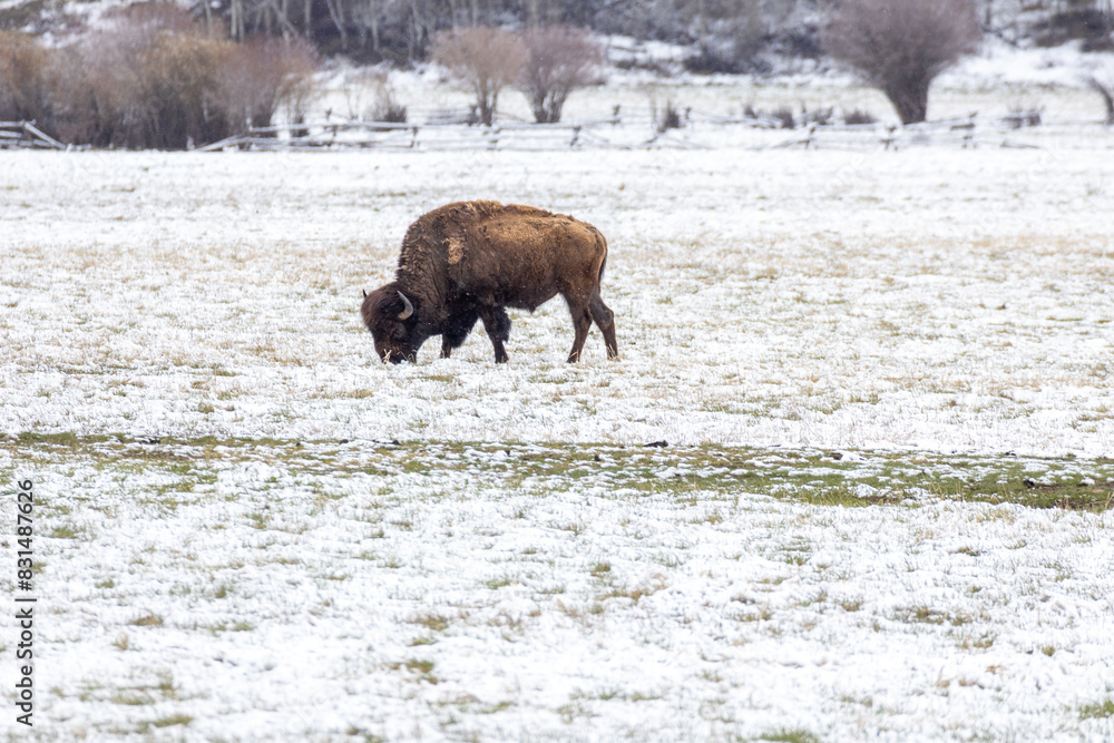 Bison in Yellowstone National Park Snow Bison in Yellowstone National Park Snow