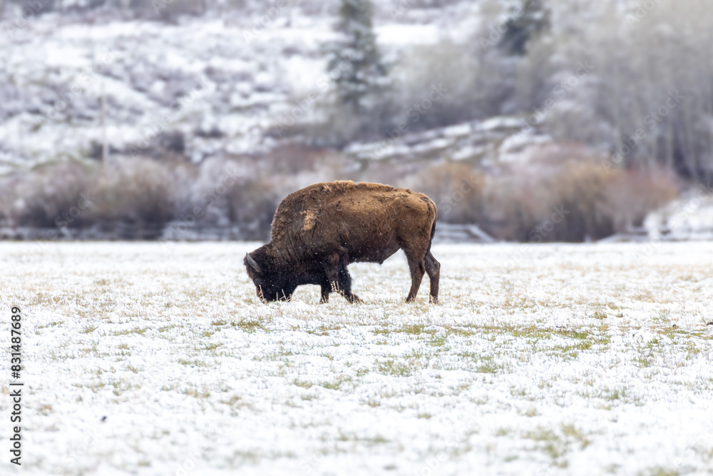 Bison in Yellowstone National Park Snow Bison in Yellowstone National Park Snow