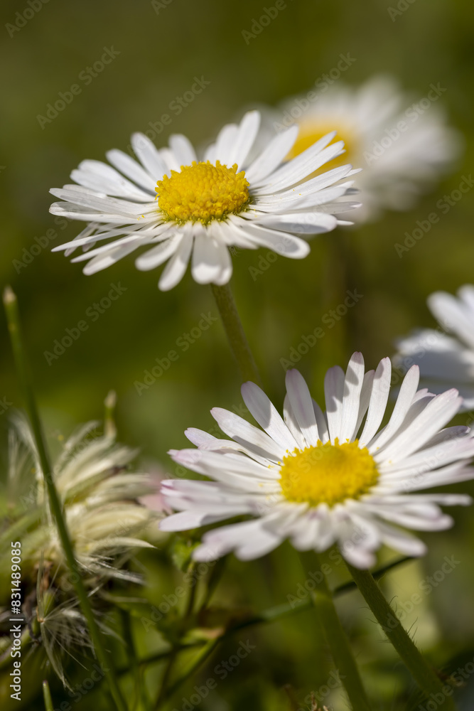 beautiful white flowers on a green grass background beautiful white flowers on a green grass background