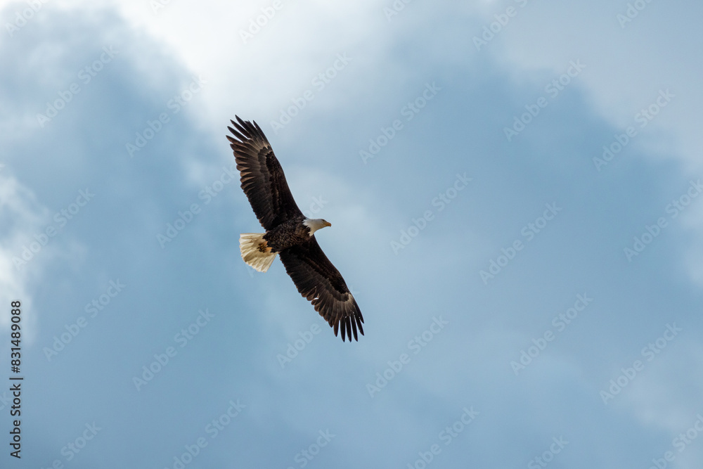 Bald Eagle in Blue Sky