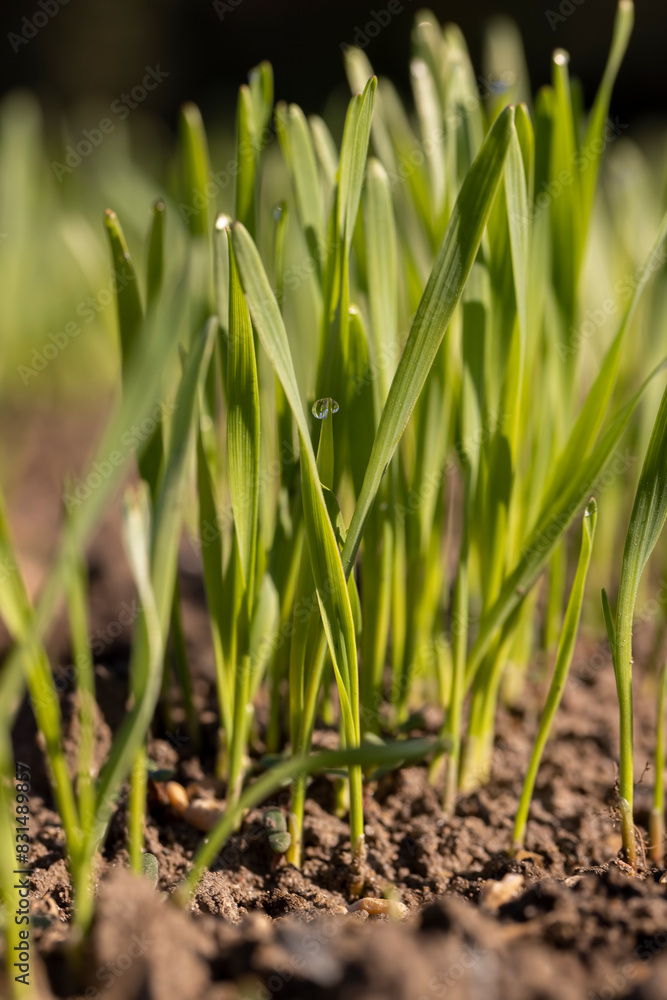 new rows of wheat in the field new rows of wheat in the field