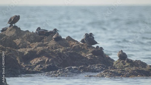 Harlequin ducks lounging in the sun