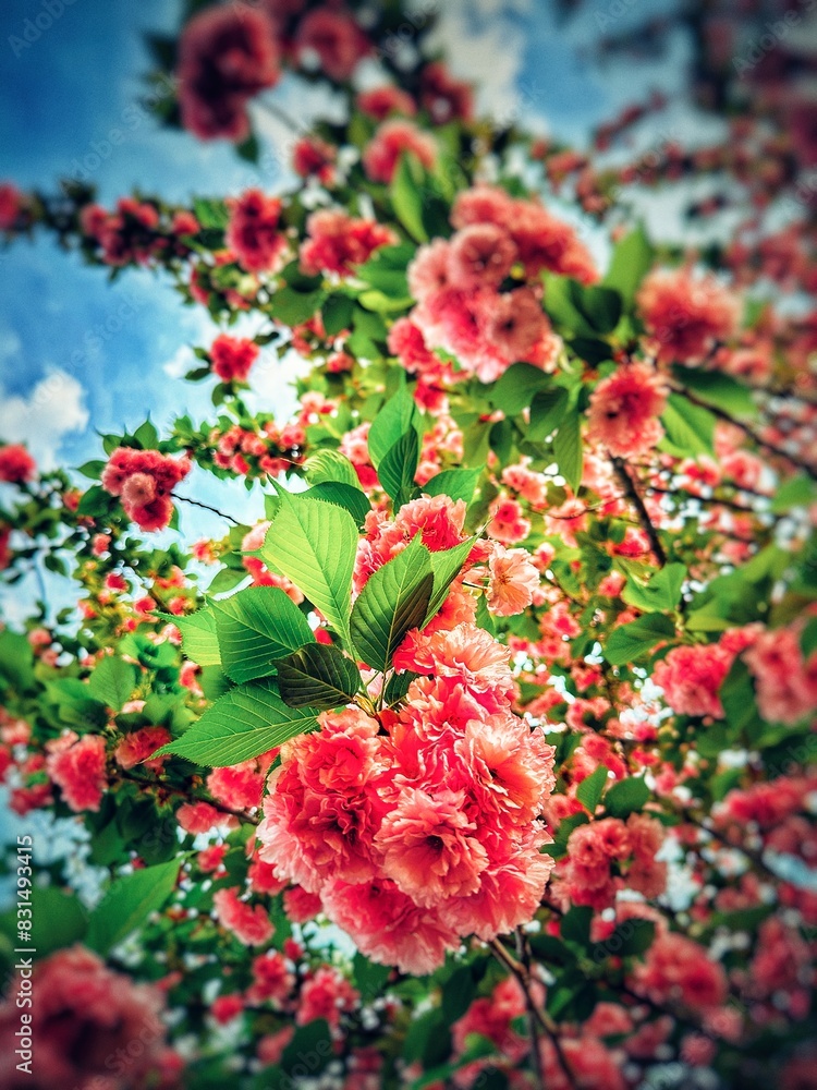 The blooming begonia flowers in spring The blooming begonia flowers in spring