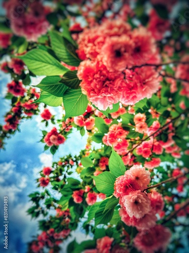 The blooming begonia flowers in spring