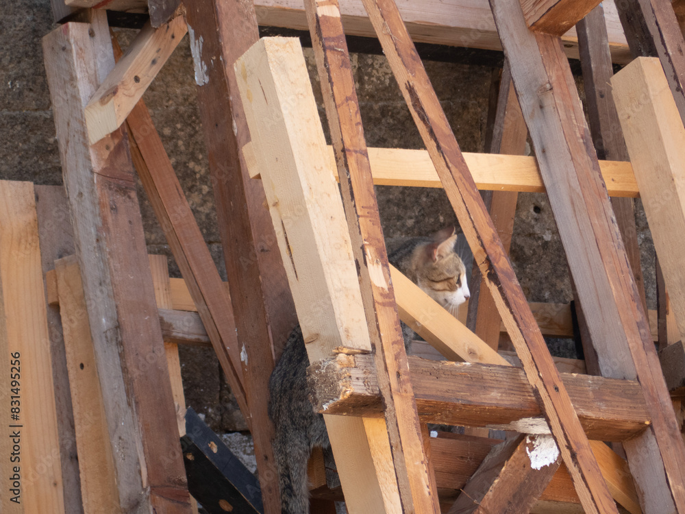 Curious Cat Exploring a Wooden Pile in a Rustic Setting, Blending into the Natural Environment
