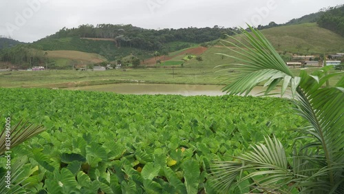 Brazilian field