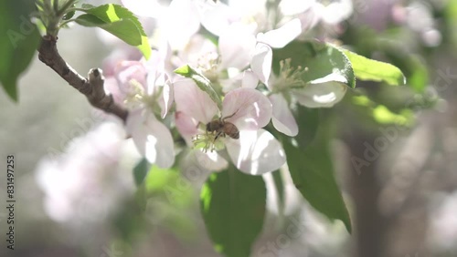 Bee pollinating white flowers