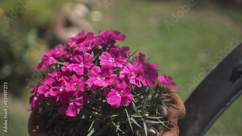 Pink flowers on a vase