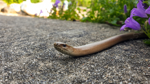 Close up of slow worm reptile on the garden path in English rural countryside photo