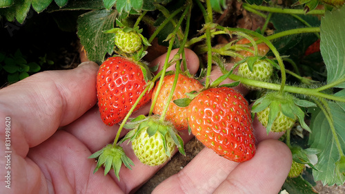 Delicious ripe and unripe strawberries growing on plant vines in rural countryside garden