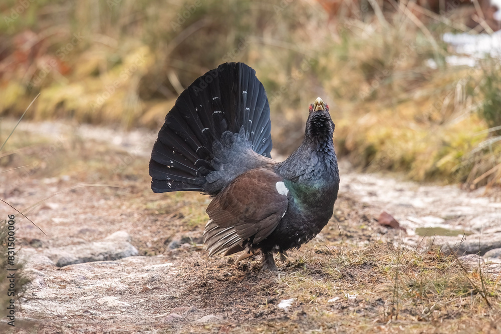 Capercaillie, Tetrao urogallus, male on a woodland path in the winter, close up in Scotland Capercaillie, Tetrao urogallus, male on a woodland path in the winter, close up in Scotland