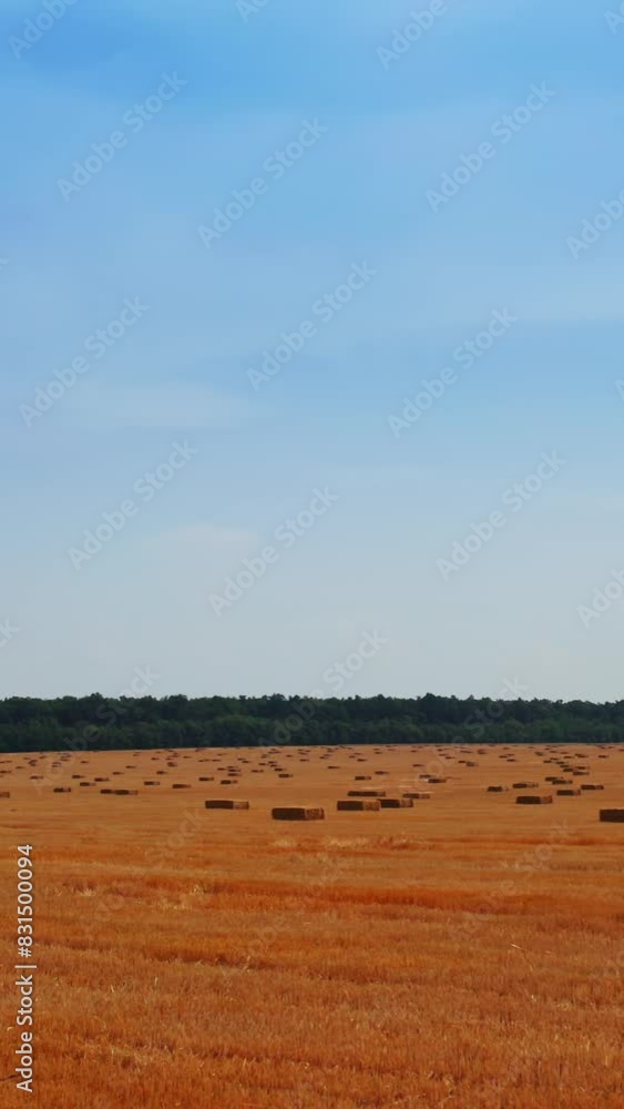 Yellow agricultural farmland after gathering crops. Rectangular hay bales left on the field after harvesting. Green forest at backdrop. Vertical video Yellow agricultural farmland after gathering crops. Rectangular hay bales left on the field after harvesting. Green forest at backdrop. Vertical video