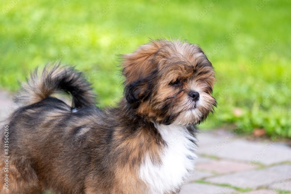A fluffy tricolor puppy stands alert in a garden, exuding curiosity and vitality, ideal for themes of pet care and adoption, and love and care for animals. A fluffy tricolor puppy stands alert in a garden, exuding curiosity and vitality, ideal for themes of pet care and adoption, and love and care for animals.