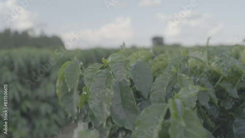 Field in the morning