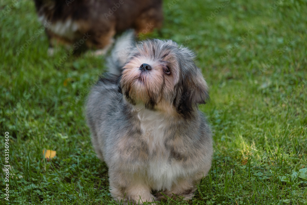 A fluffy grey puppy with soulful eyes looks up, ideal for themes of animal care, nurturing pet products, and promoting compassionate adoption and welfare. A fluffy grey puppy with soulful eyes looks up, ideal for themes of animal care, nurturing pet products, and promoting compassionate adoption and welfare.