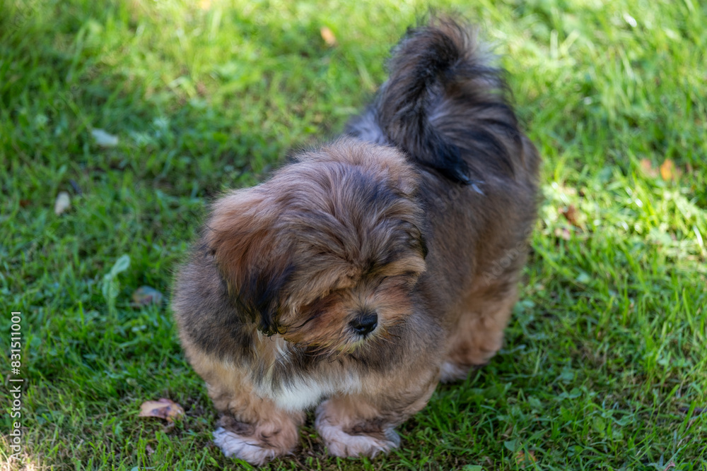 Fluffy grey and tan puppy lies on green grass, looking relaxed. Ideal for themes of animal care, companionship, and tranquility, as well as animals in shelters waiting for new home Fluffy grey and tan puppy lies on green grass, looking relaxed. Ideal for themes of animal care, companionship, and tranquility, as well as animals in shelters waiting for new home