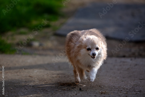 Small fluffy dog running towards camera, Image shows a crossbred dog Chihuahua crossed with Pomeranian also known as a Pomchi running down a concrete path on a small farm in Surrey photo