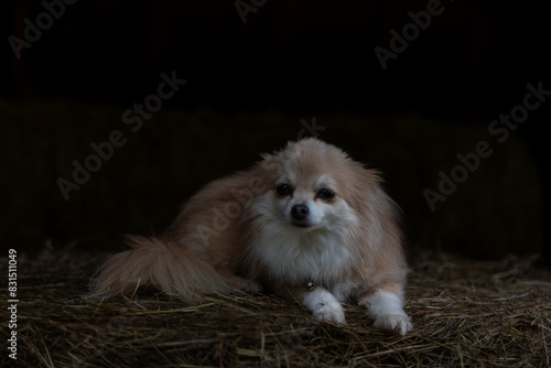 Small fluffy dog on top of a hay bale, Image shows a crossbred dog Chihuahua crossed with Pomeranian also known as a Pomchi sitting on top of a hay bale on a small farm in Surrey photo