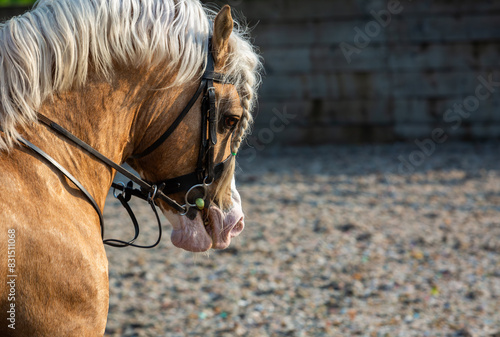 Palomino section C Welsh cob stallion close up portrait, Image shows a young beautiful stallion outside on a warm spring morning about to be ridden on a hack at a small farm in Surrey photo